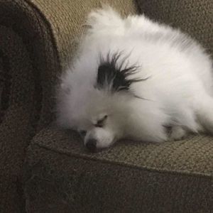 Meet your Posher, Adrienne